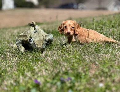 Elvis Dachshund