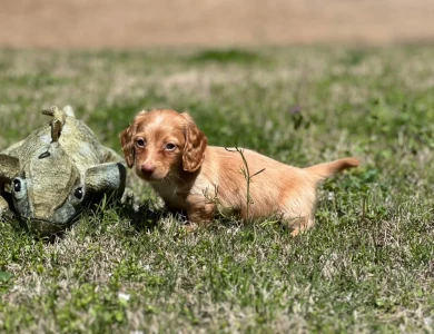 Elvis Dachshund