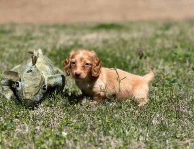 Elvis Dachshund