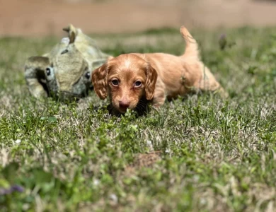 Elvis Dachshund