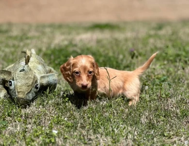 Elvis Dachshund