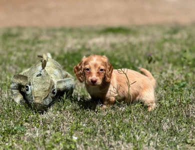 Elvis Dachshund