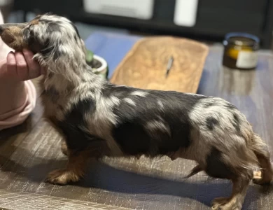 Cameo Dachshund