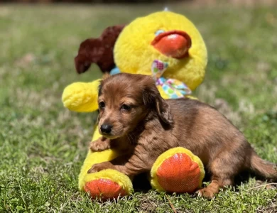 Chips Dachshund