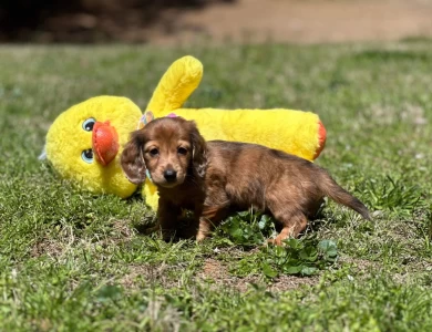 Chips Dachshund