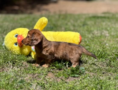 Chips Dachshund