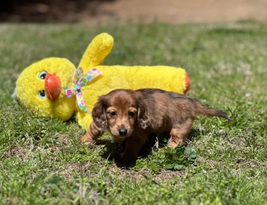 Chips Dachshund