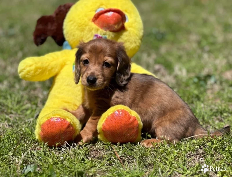 Chips Dachshund