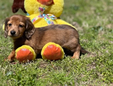 Chips Dachshund