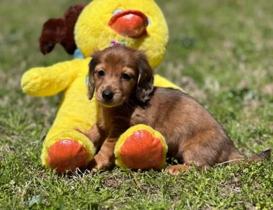 Chips Dachshund