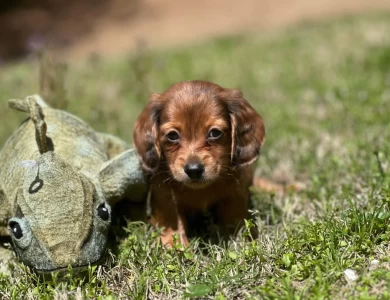 Skittles Dachshund