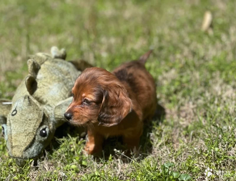 Skittles Dachshund