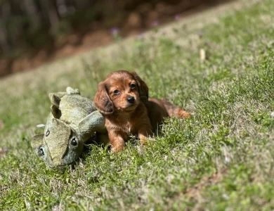 Skittles Dachshund