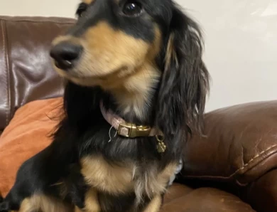 Bayley  Dachshund