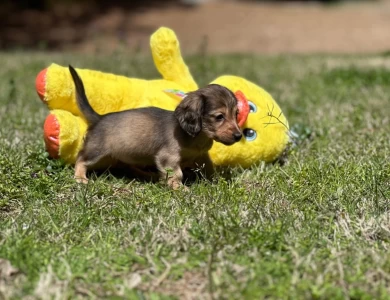 Sugar Dachshund