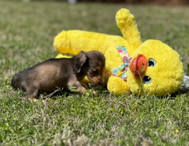 Sugar Dachshund