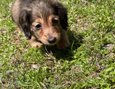 Sugar Dachshund