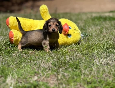 Sugar Dachshund