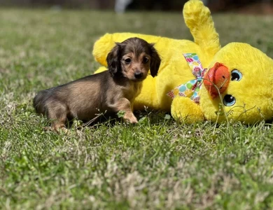 Sugar Dachshund