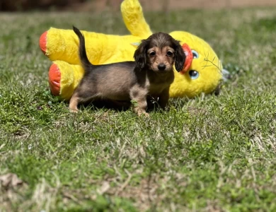 Sugar Dachshund