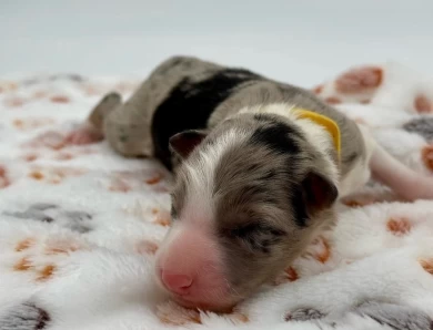 Steven Border Collie