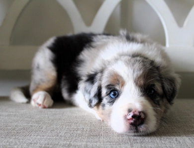 Steven Border Collie