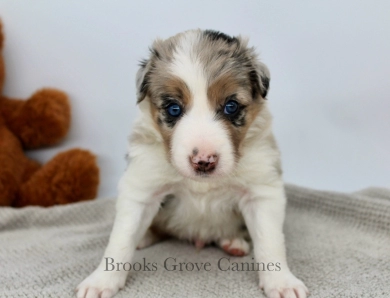 Steven Border Collie