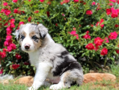 Steven Border Collie