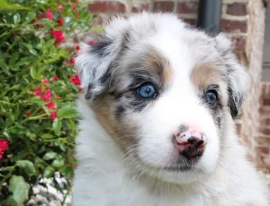 Steven Border Collie