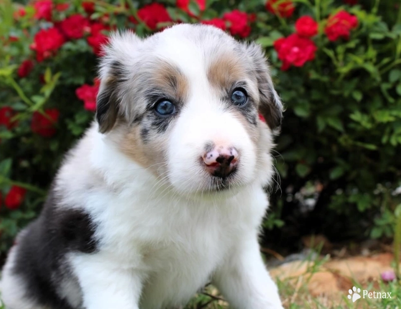 Steven Border Collie