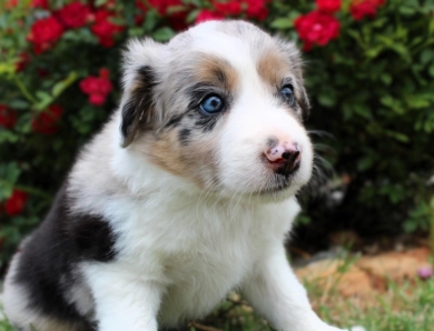 Steven Border Collie