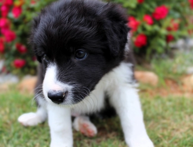 Greg Border Collie