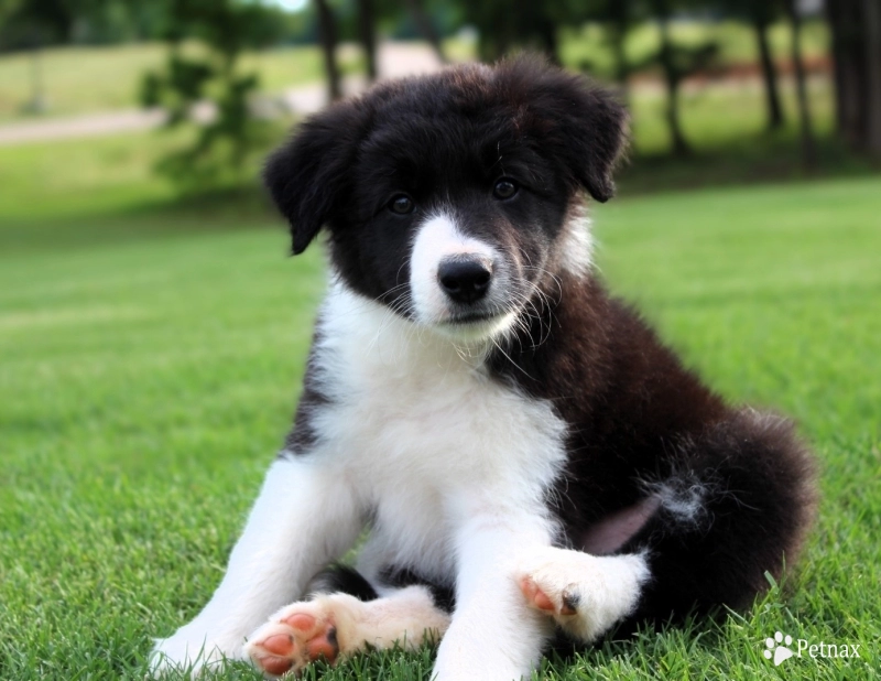 Greg Border Collie