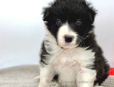 Greg Border Collie