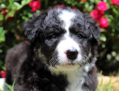 Amethyst Border Collie