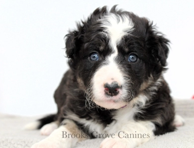 Amethyst Border Collie