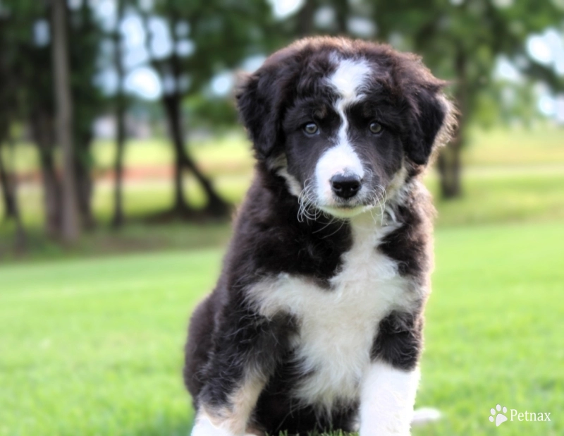 Amethyst Border Collie