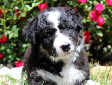 Amethyst Border Collie