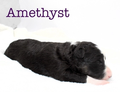 Amethyst Border Collie