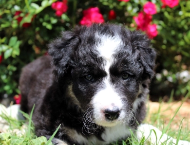 Amethyst Border Collie