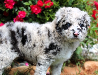 Garnet Border Collie