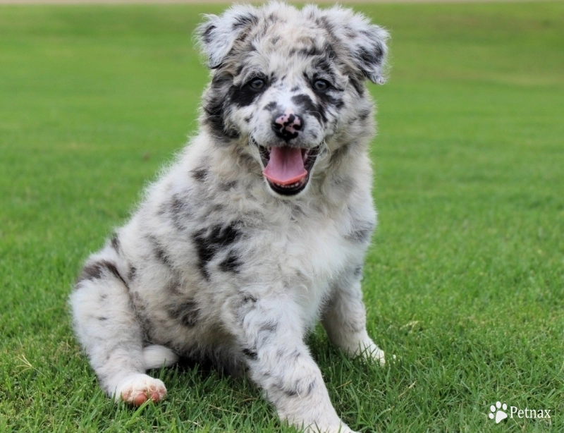 Garnet Border Collie