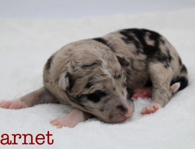 Garnet Border Collie