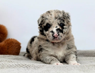 Garnet Border Collie