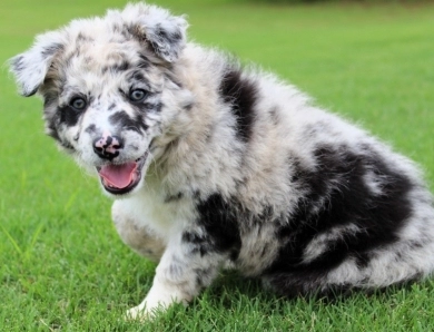 Garnet Border Collie