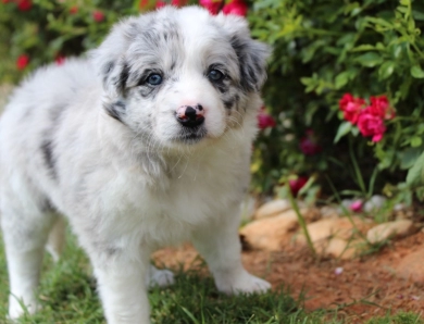 Ruby Border Collie