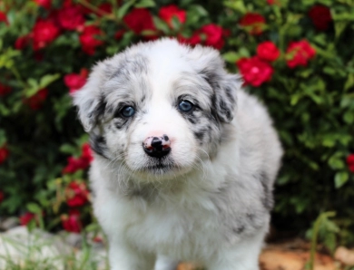 Ruby Border Collie