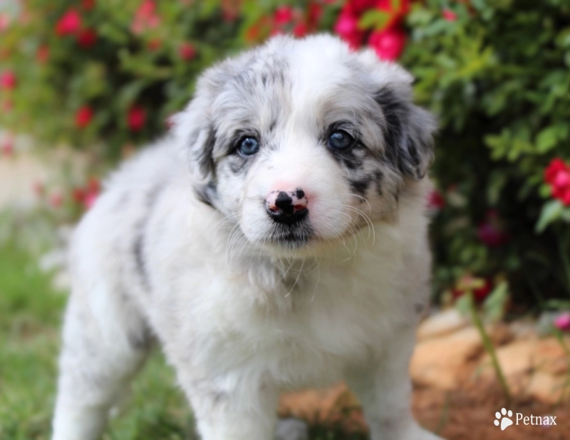 Ruby Border Collie