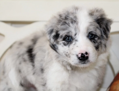 Ruby Border Collie