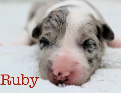 Ruby Border Collie